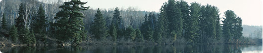 Canadian Trees and Lake