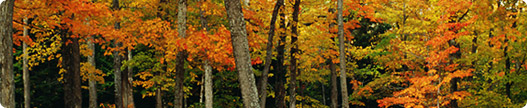 Canadian forest in Autumn