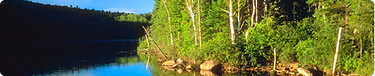 Canadian forest in Autmn